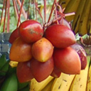 tomate-en-arbre