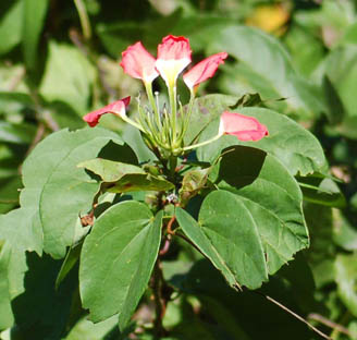 bauhinia