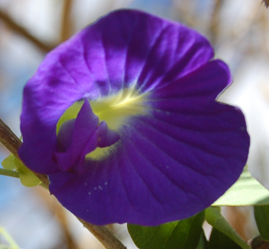 clitoria-ternata