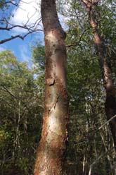 commiphora