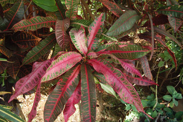 croton-1