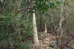 cyphostema-1