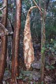 cyphostema-2