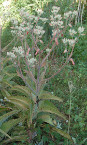 kalanchoe-daigremontiana