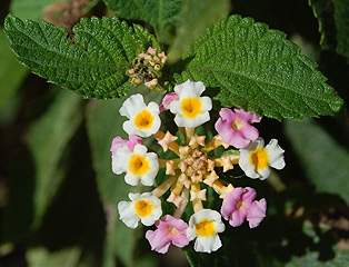 lantana