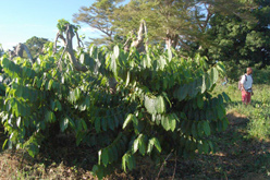 ylang-ylang