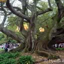 arbre-auckland