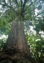 arbre-puhi-puhi
