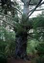 arbre-taupo