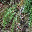 asplenium-flaccidum