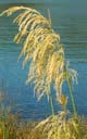 austroderia-ful
