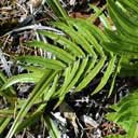 blechnum-novae-zelandiae
