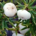 boule-blanc