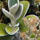 brachyglottis-bid