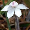 caladenia