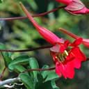fl-rouge