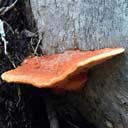 champignons