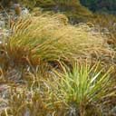chionochloa-crass