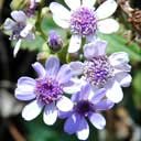fl-mauve
