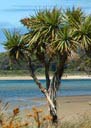 cordyline-austr
