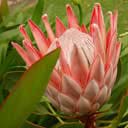 cynaroides
