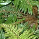 dicksonia-squa