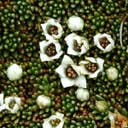donatia