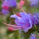 fleur-bleue-mer