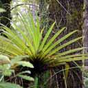 epiphyte