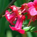 escallonia-rub