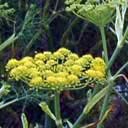 fenouil
