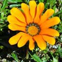 gazania