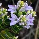 hebe-mauve-tonga