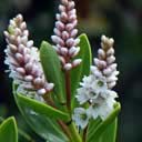 hebe-vernicosa