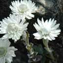 helichrysum-bel