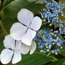 hortensia-serrata