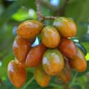 karaka