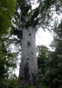 kauri-TM