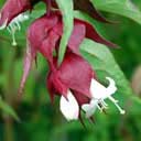 leycesteria