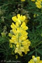 lupin-jaune
