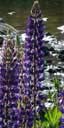 lupins