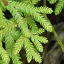 lycopodium-sca