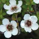 manuka