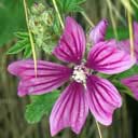mauve