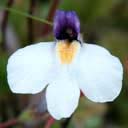 fleur-blc-glace