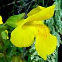 mimulus-gut