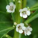 myoporum-lae
