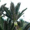 nikau-palm