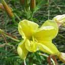 oenothera