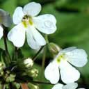 ourisia-macro